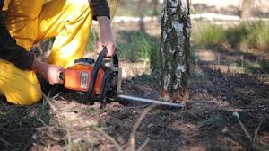 Best Tree Preservation Services  in Solvang, CA