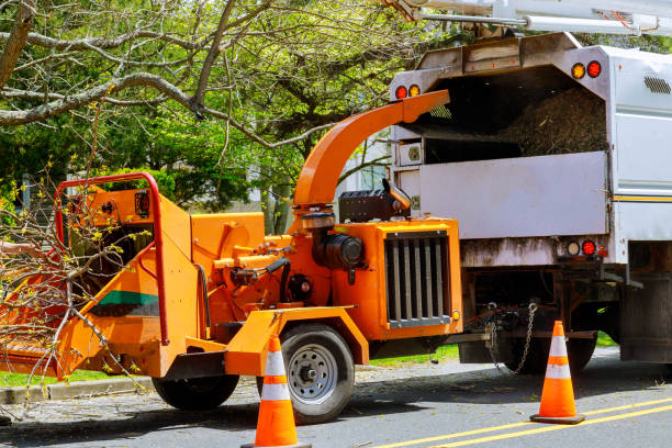 Reliable Solvang, CA Tree Services Solutions